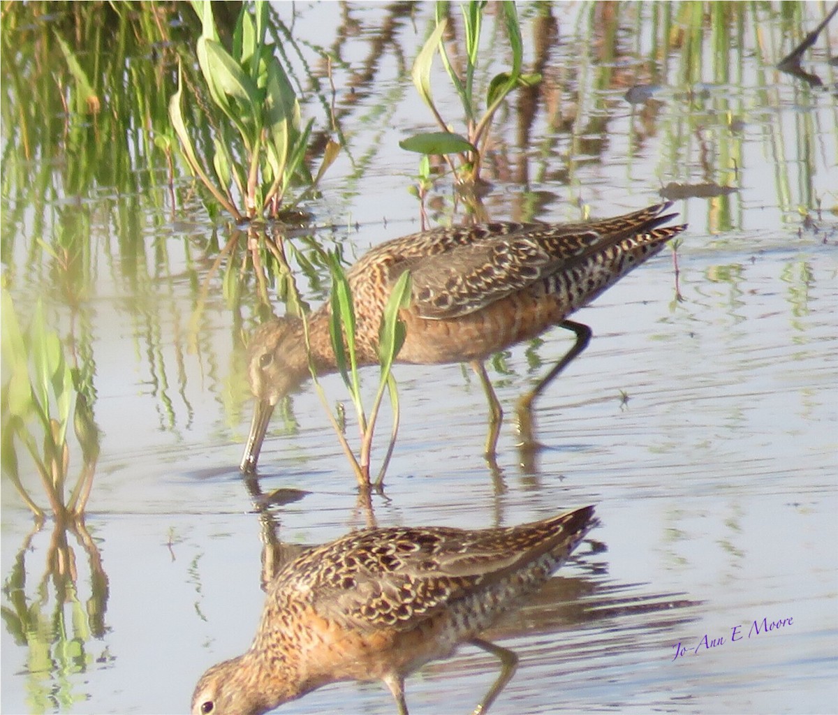 Long-billed Dowitcher - ML57521621
