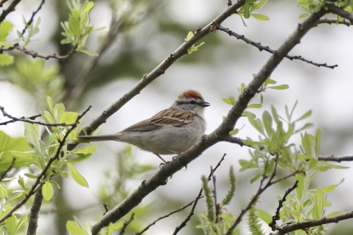 Chipping Sparrow - ML575219351