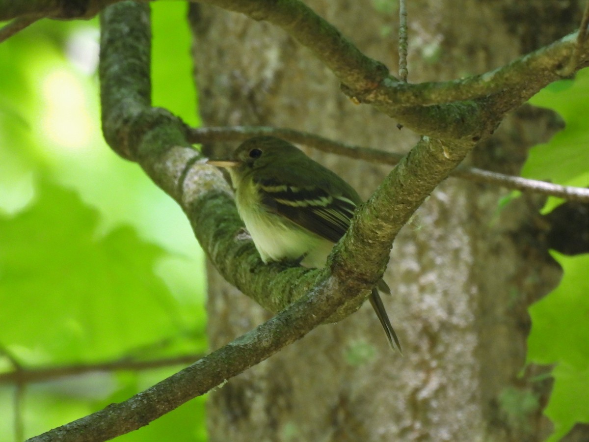 eBird Checklist - 20 May 2023 - Starved Rock SP--St. Louis Canyon - 18 ...