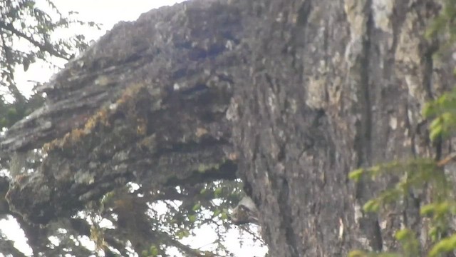 Sikkim Treecreeper - ML575221421