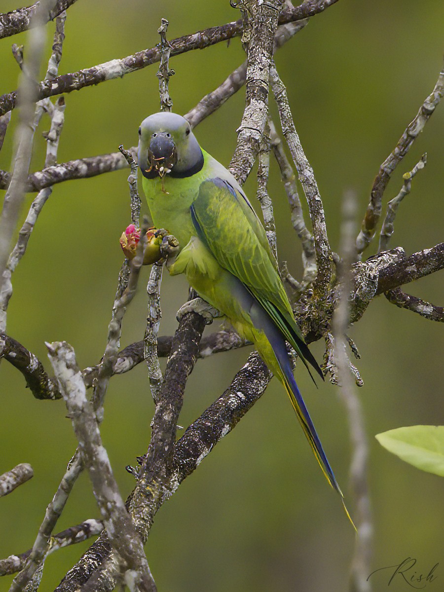Layard's Parakeet - Rishani Gunasinghe