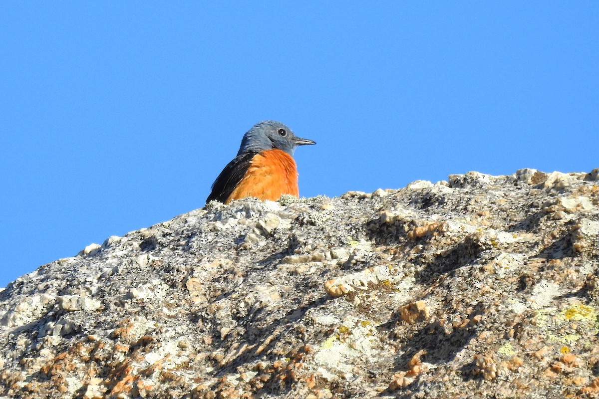 Rufous-tailed Rock-Thrush - José Fernández Piñar
