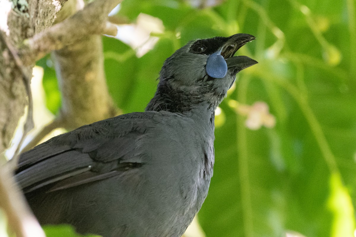 North Island Kokako - ML575228161