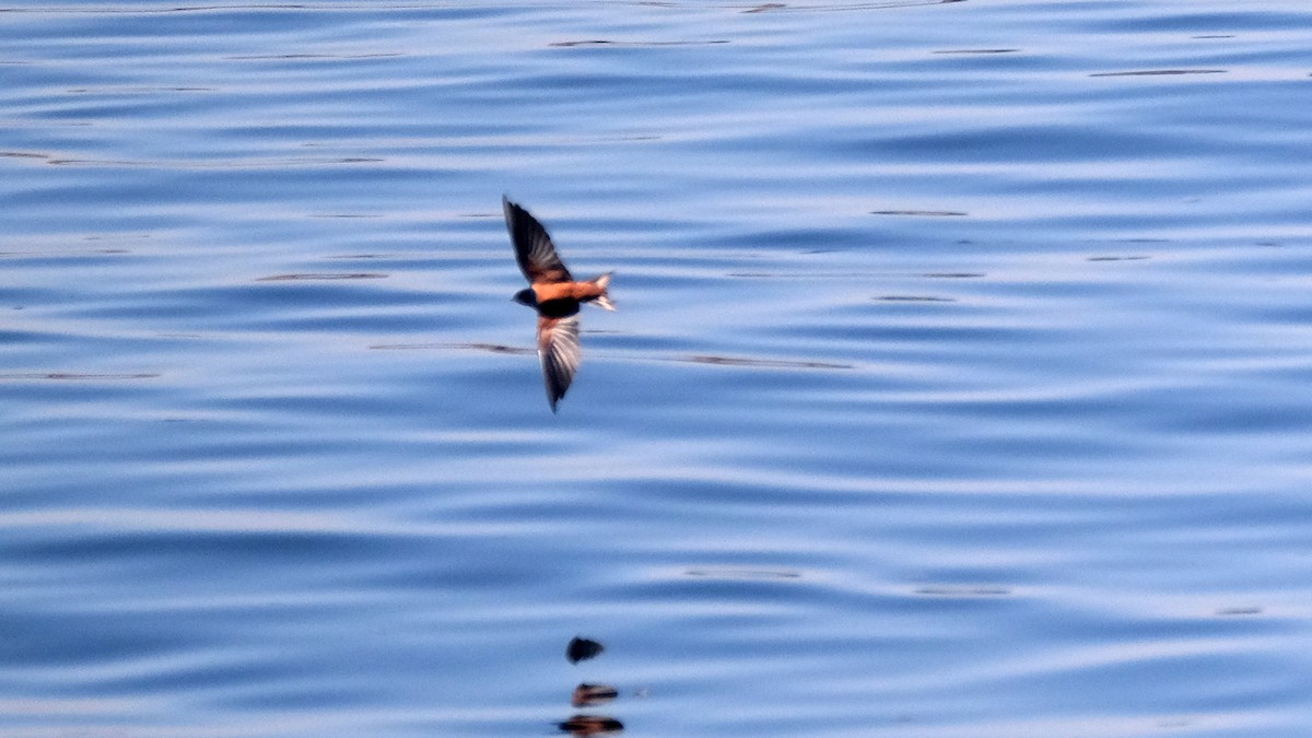 Barn Swallow (Egyptian) - ML575229741