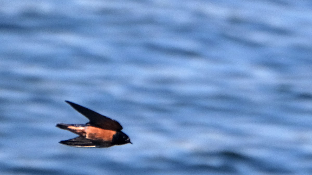 Barn Swallow (Egyptian) - ML575229751