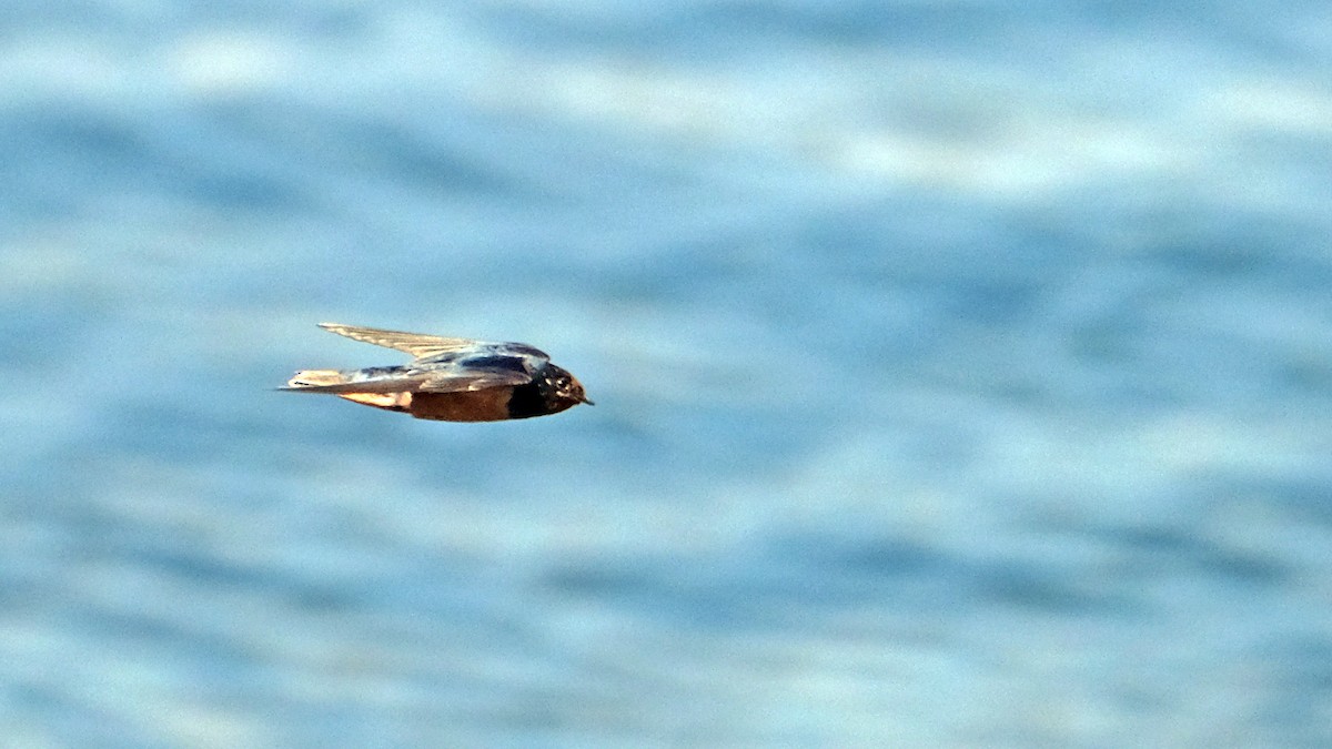 Barn Swallow (Egyptian) - ML575229761