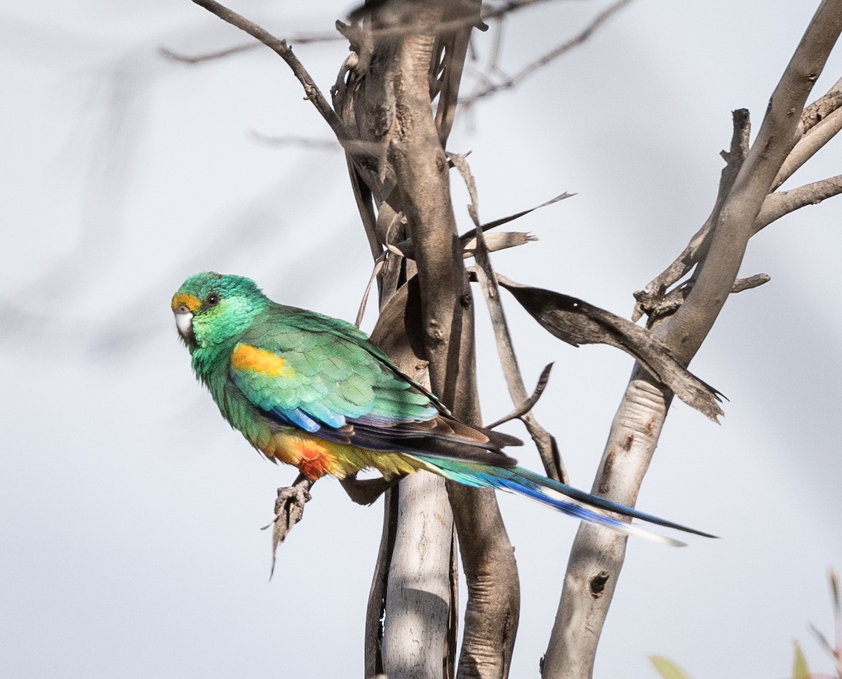 Разноцветный попугайчик - ML575230361