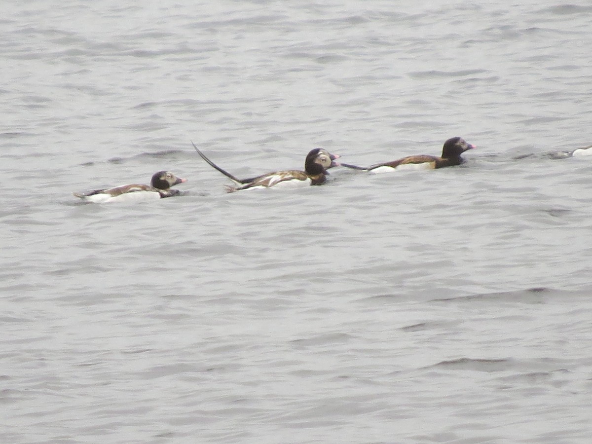 Long-tailed Duck - ML57523041