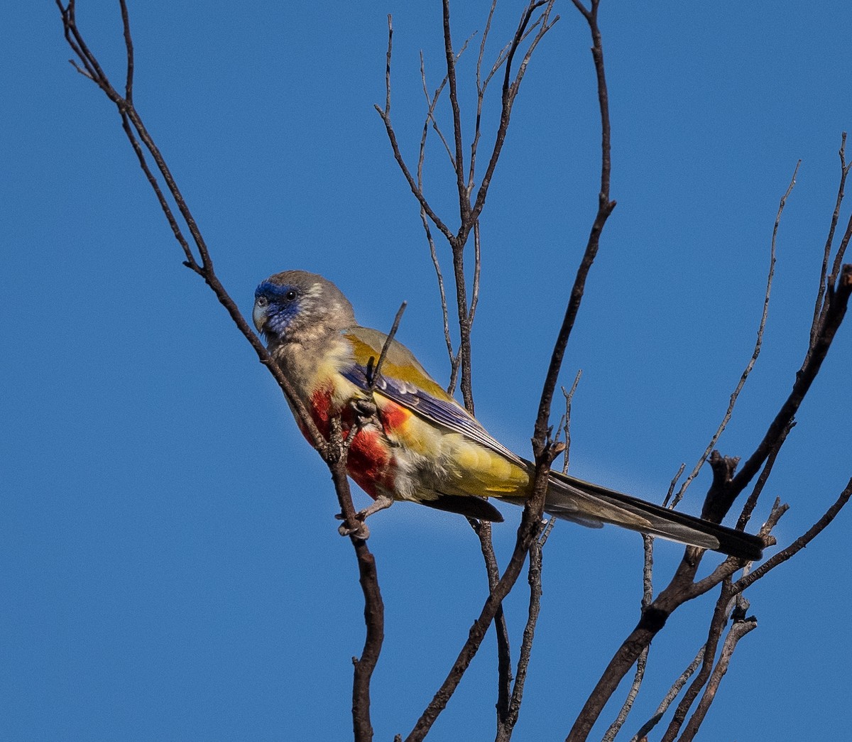 Кровавобрюхий попугайчик - ML575230971
