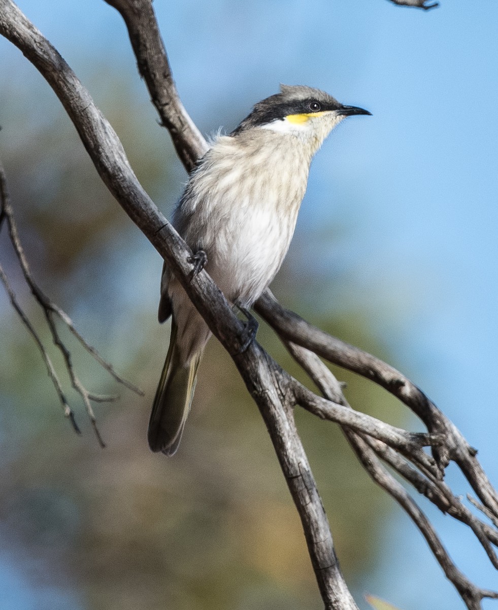 Singing Honeyeater - Greg & Jeanette Licence