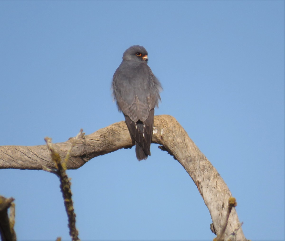 Red-footed Falcon - ML575232671