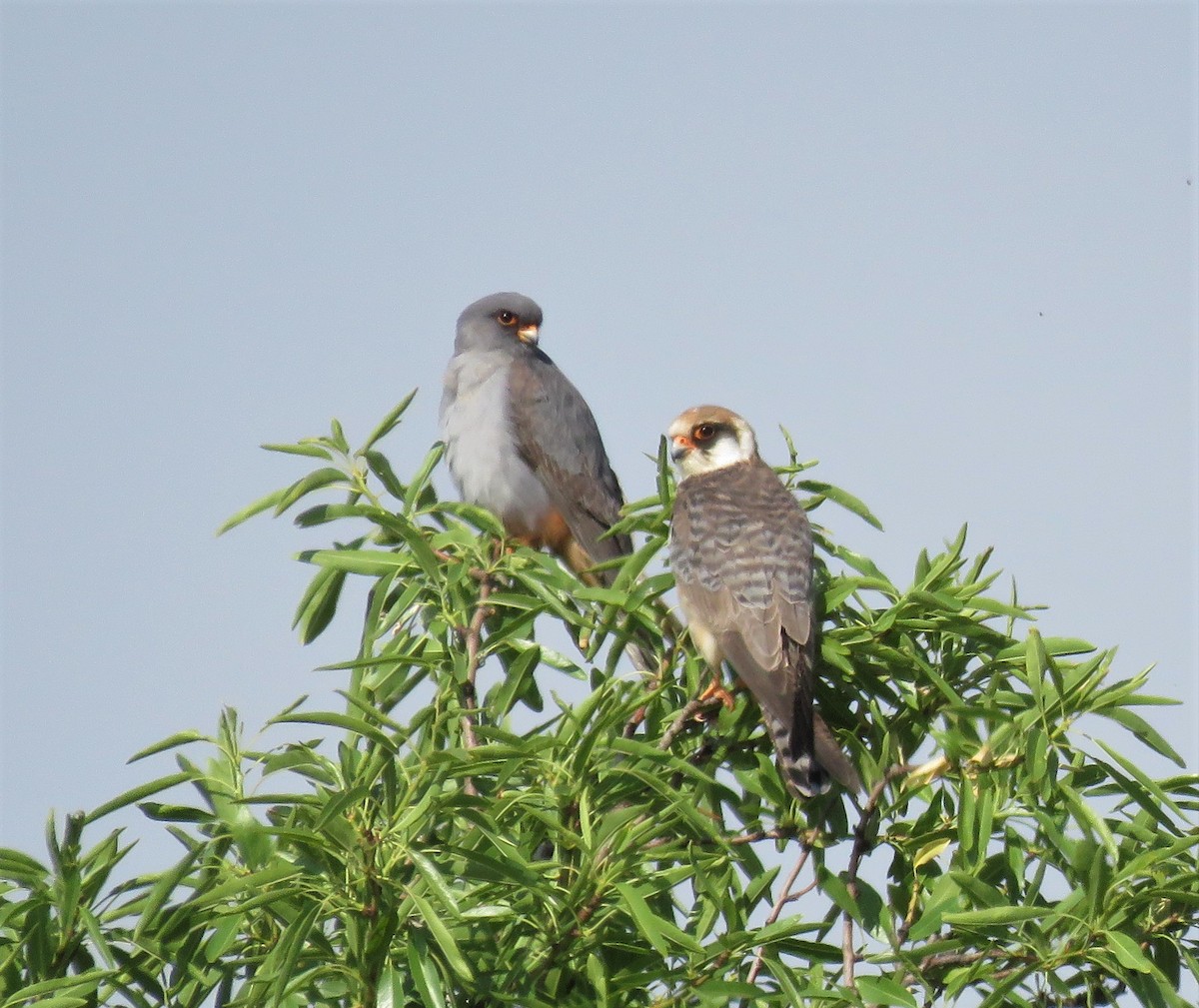 Red-footed Falcon - ML575232681