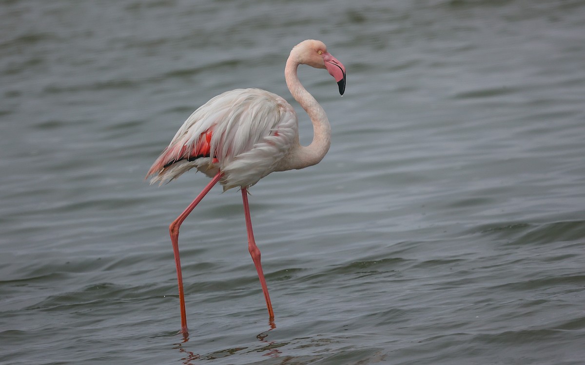 Greater Flamingo - ML575239051