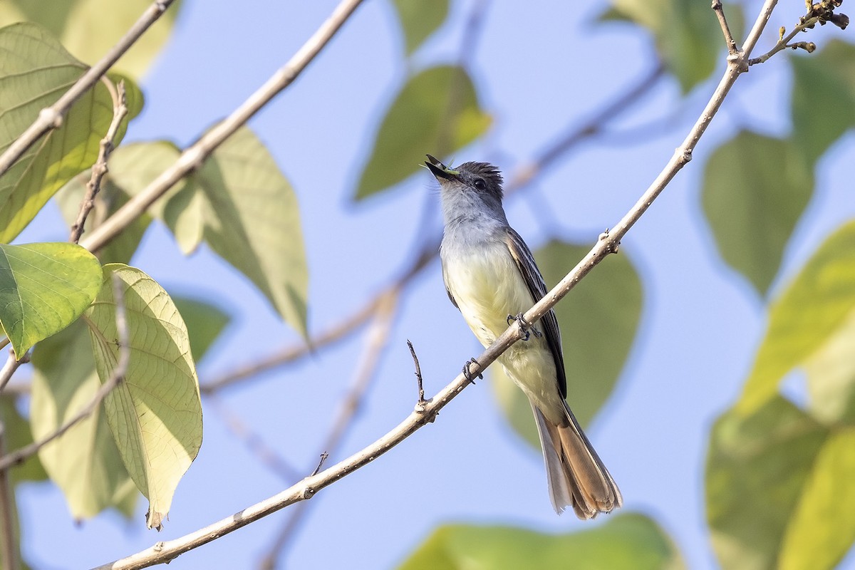 Brown-crested Flycatcher (South American) - Niall D Perrins