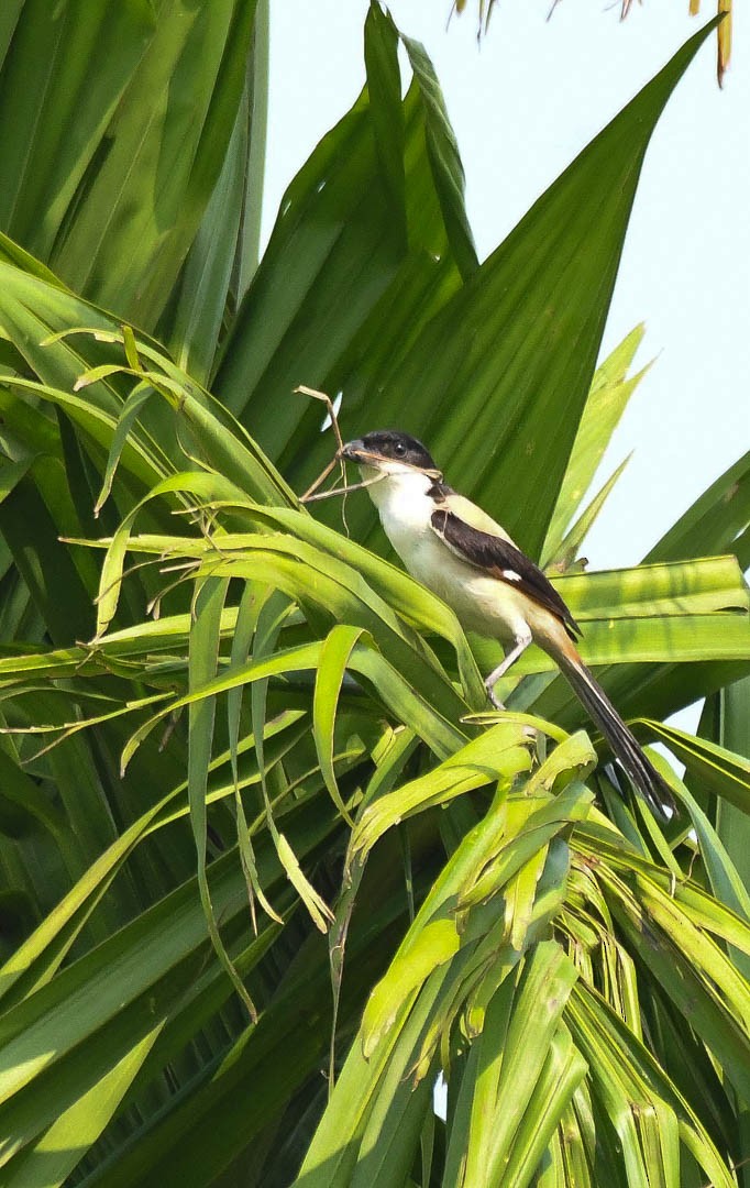 Long-tailed Shrike (erythronotus/caniceps) - Mitali Deb