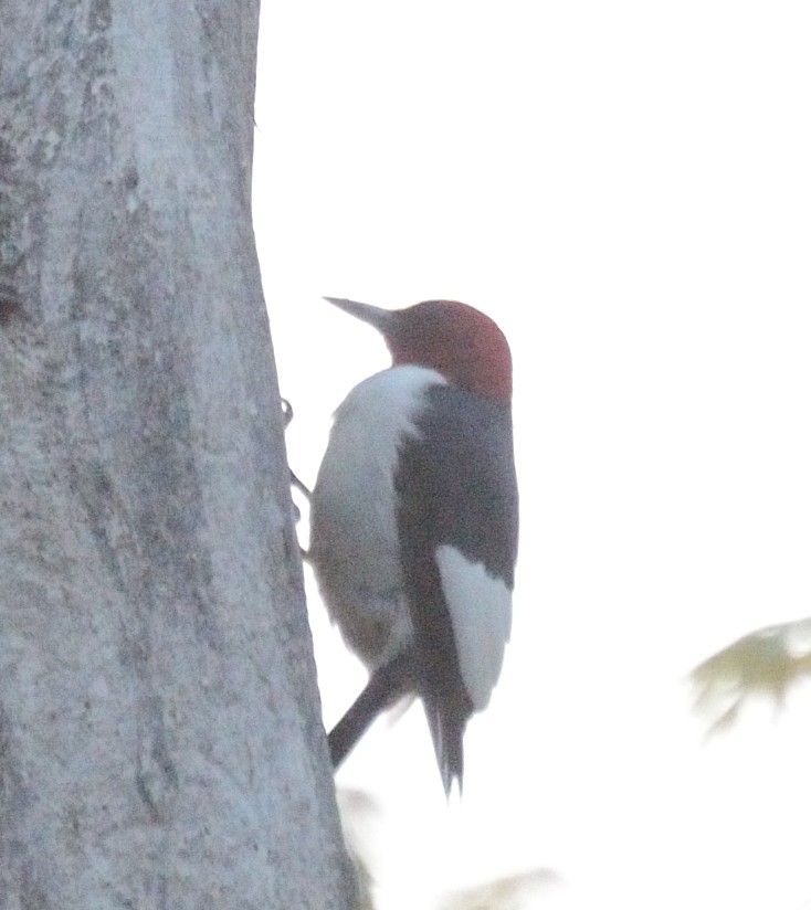 Red-headed Woodpecker - ML575244101