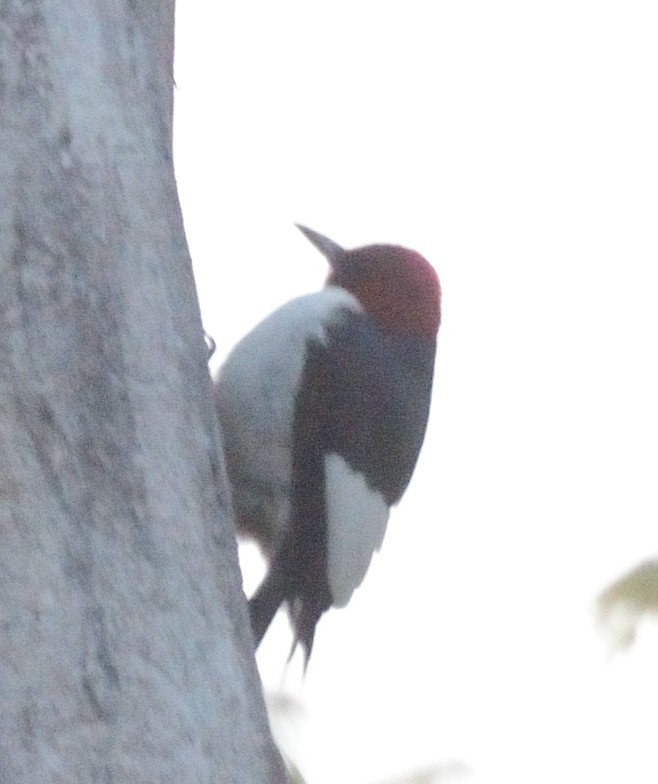 Red-headed Woodpecker - ML575244111