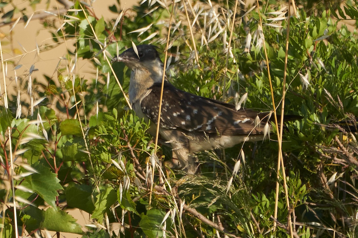 Great Spotted Cuckoo - ML575245621