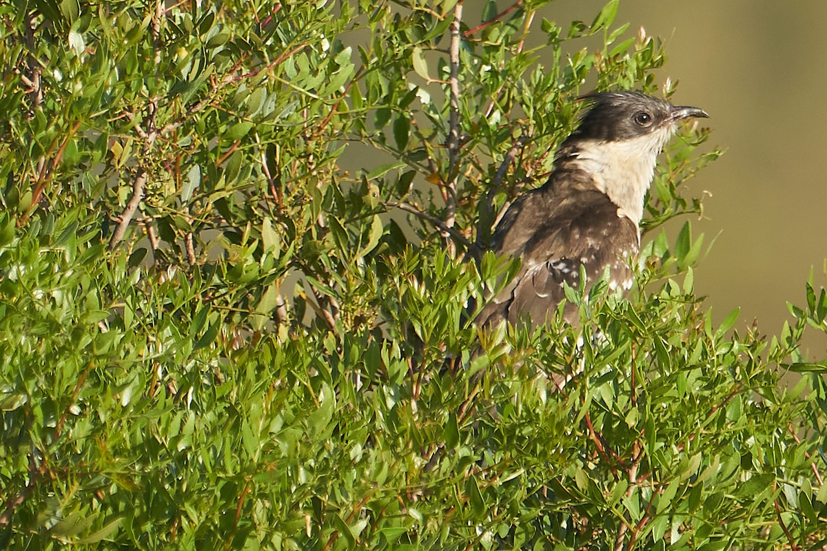 Great Spotted Cuckoo - ML575245631