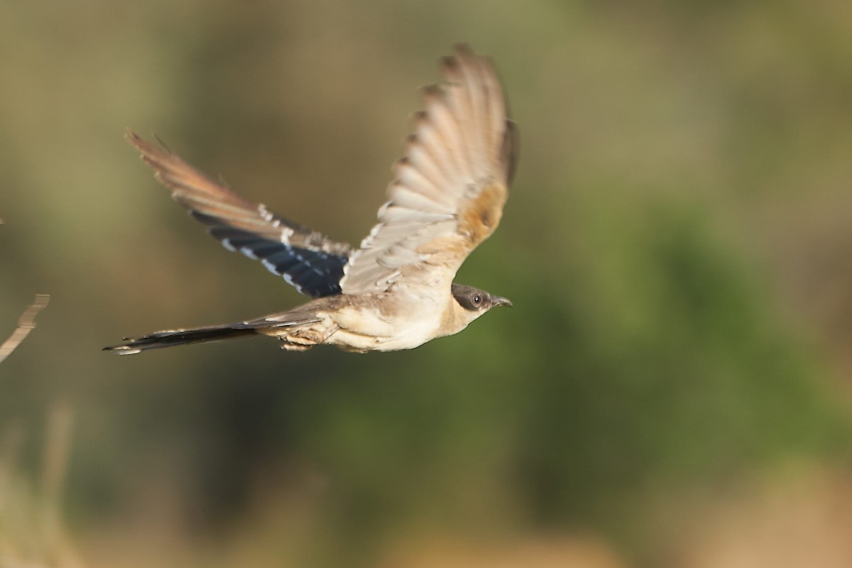 Great Spotted Cuckoo - ML575245641