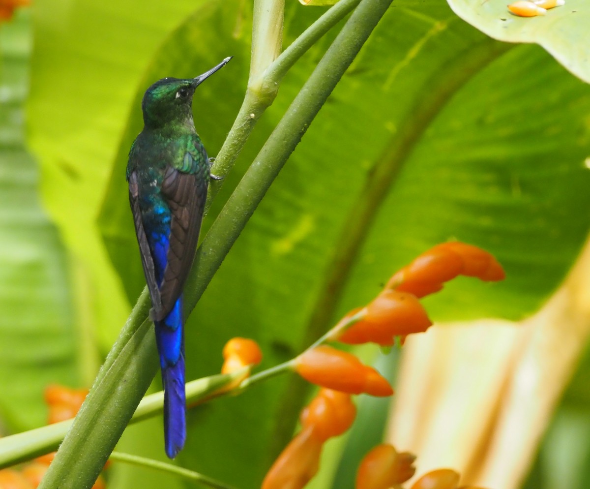 Violet-tailed Sylph - ML575247181