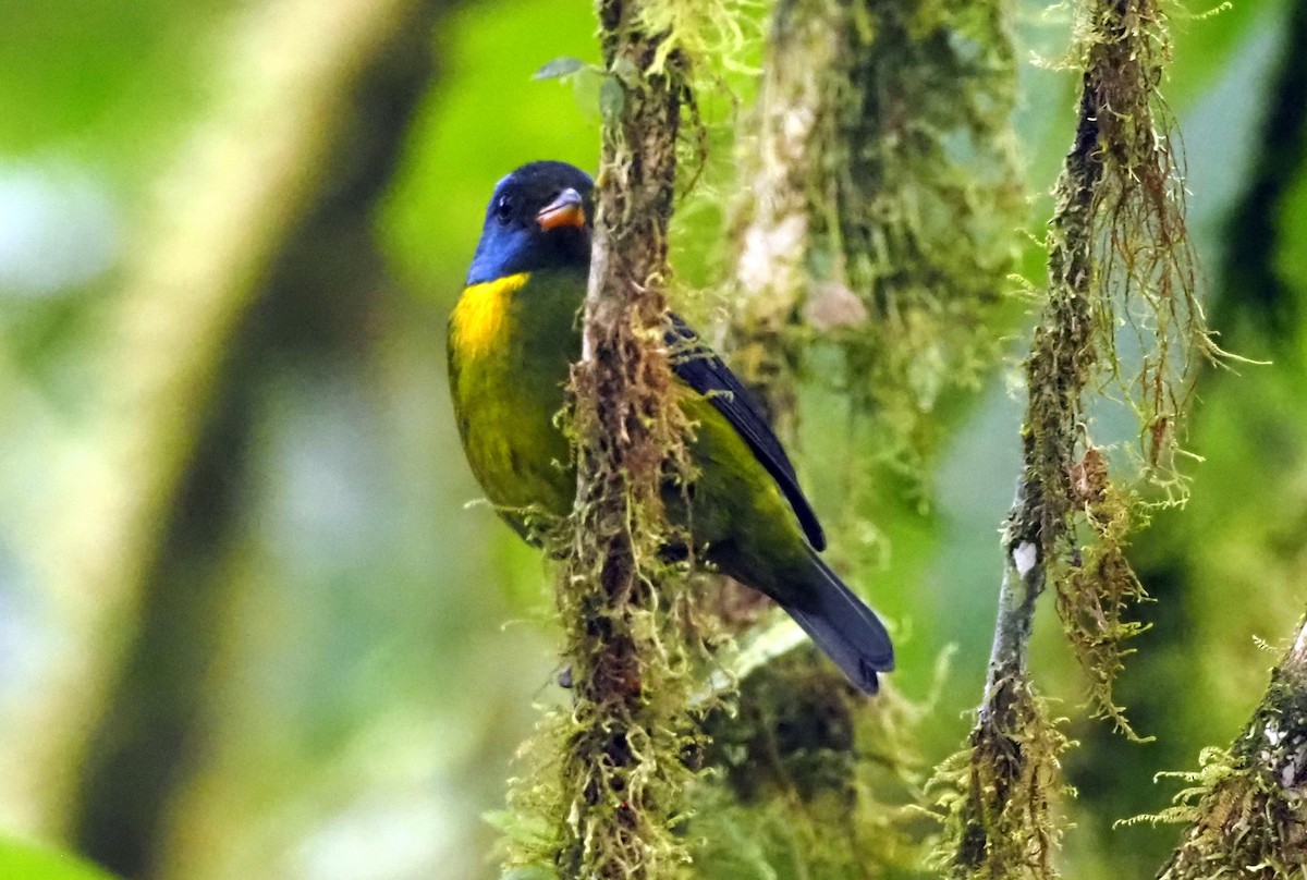 Moss-backed Tanager - ML575248291
