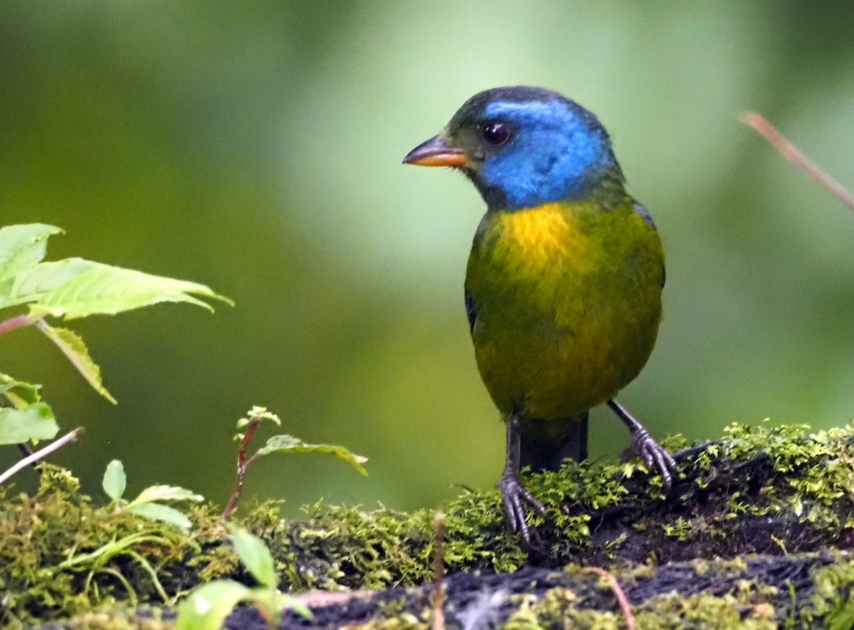 Moss-backed Tanager - ML575248301