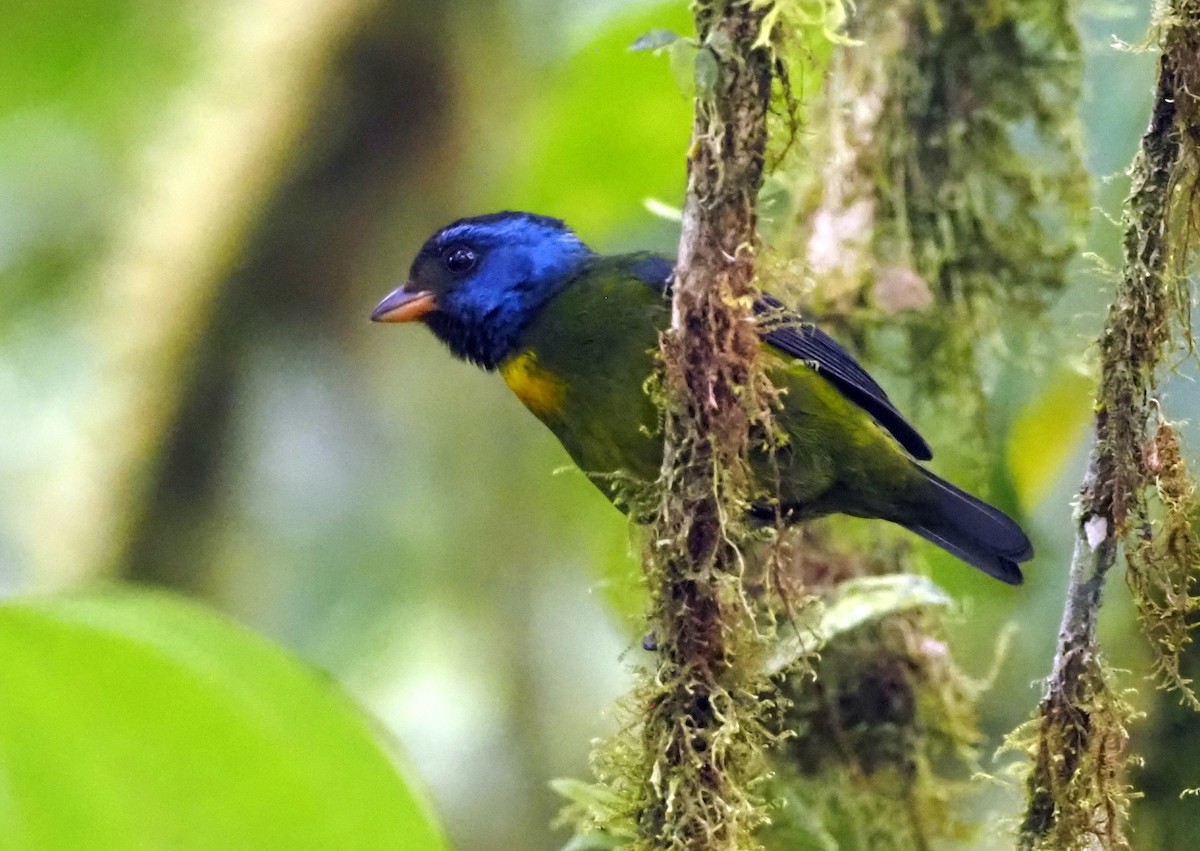 Moss-backed Tanager - ML575248311