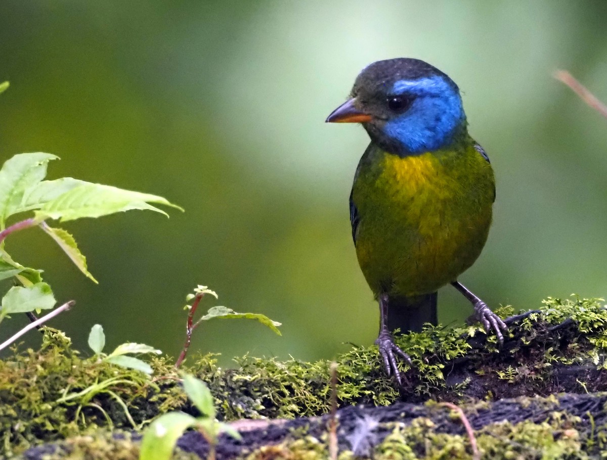 Moss-backed Tanager - ML575248321