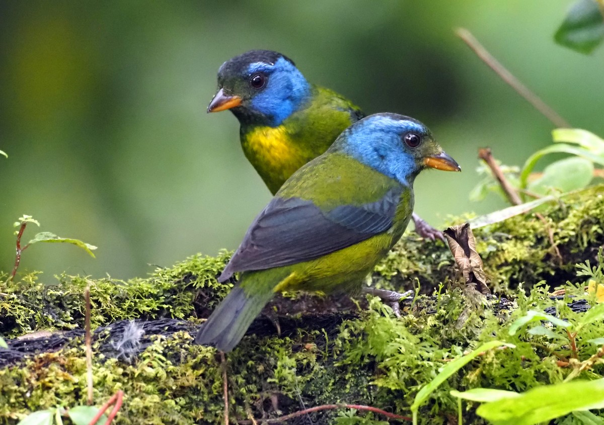 Moss-backed Tanager - ML575248331