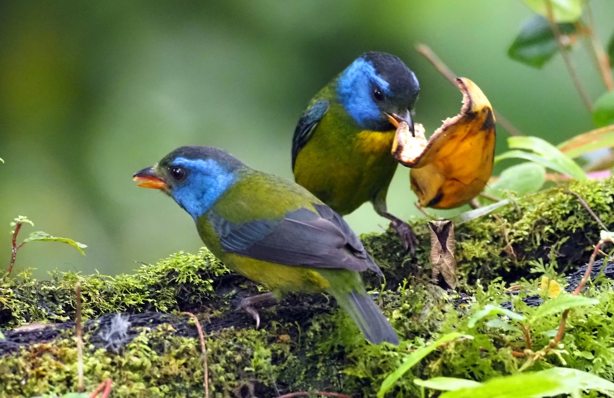Moss-backed Tanager - ML575248341