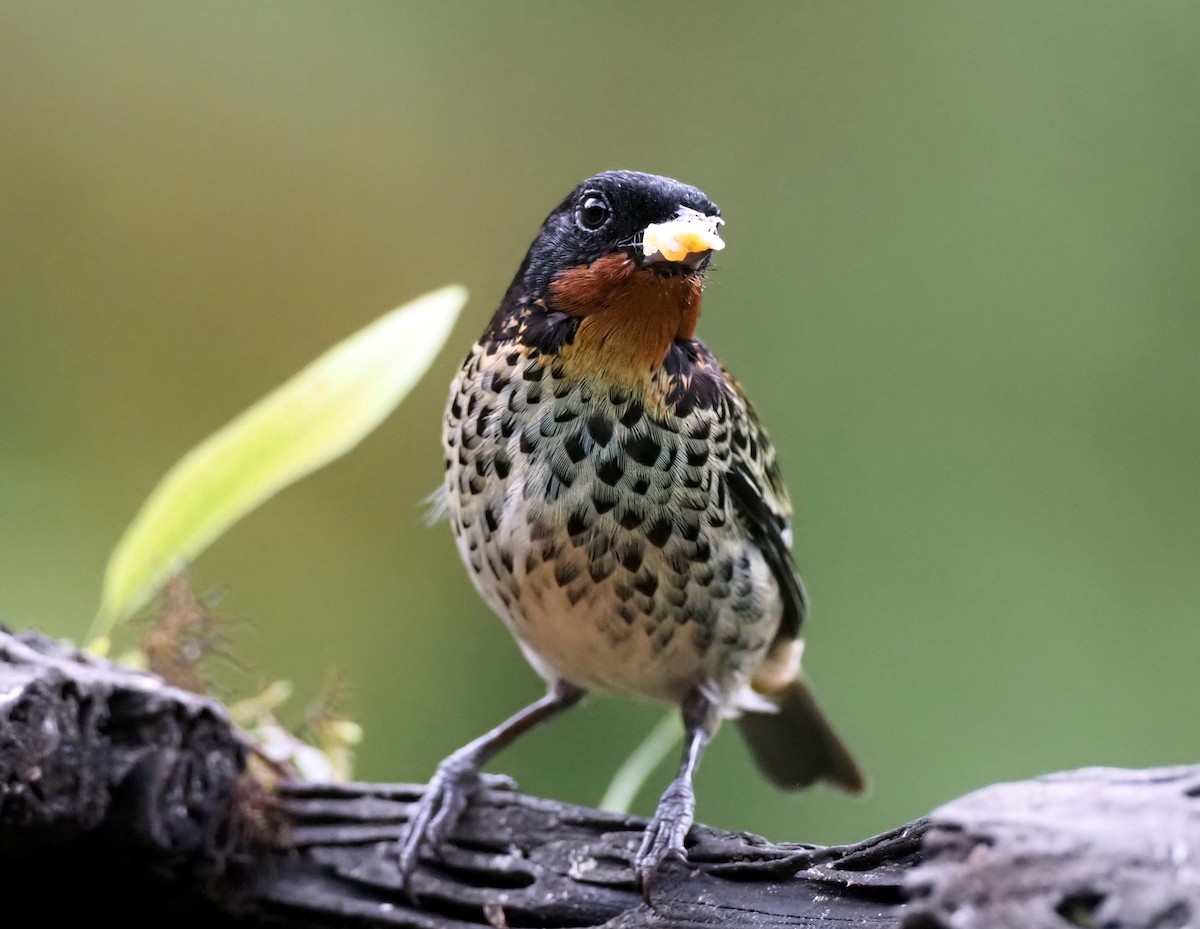 Rufous-throated Tanager - ML575248371