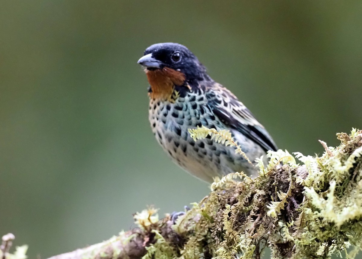 Rufous-throated Tanager - ML575248381