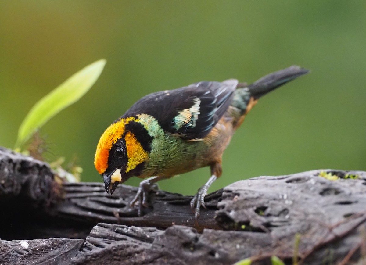 Flame-faced Tanager (Yellow-faced) - ML575248471