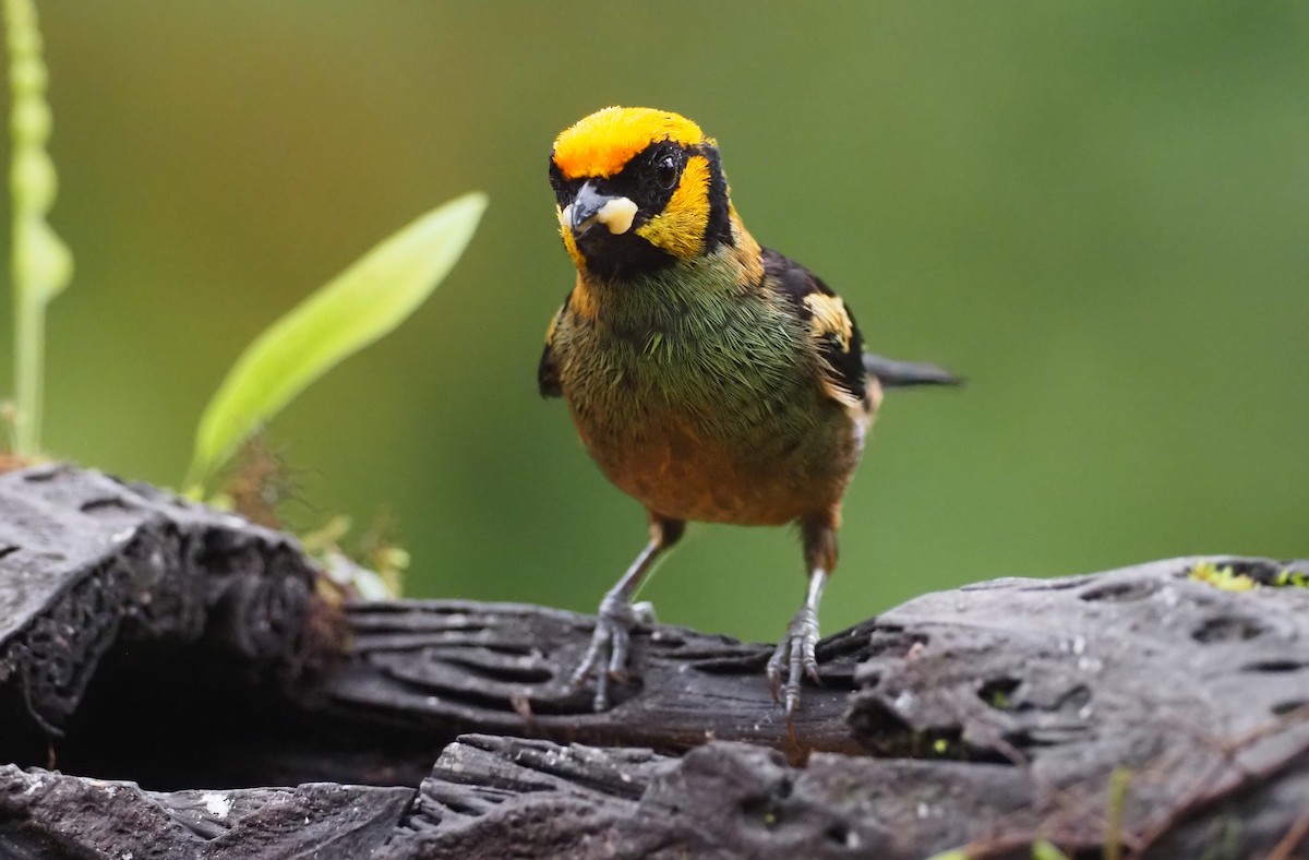 Flame-faced Tanager (Yellow-faced) - ML575248481