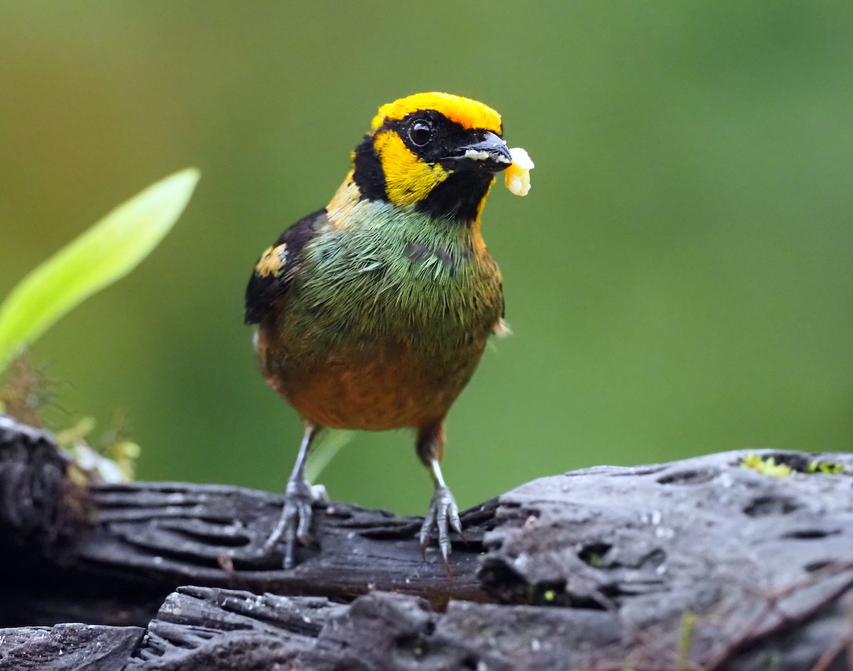Flame-faced Tanager (Yellow-faced) - ML575248491