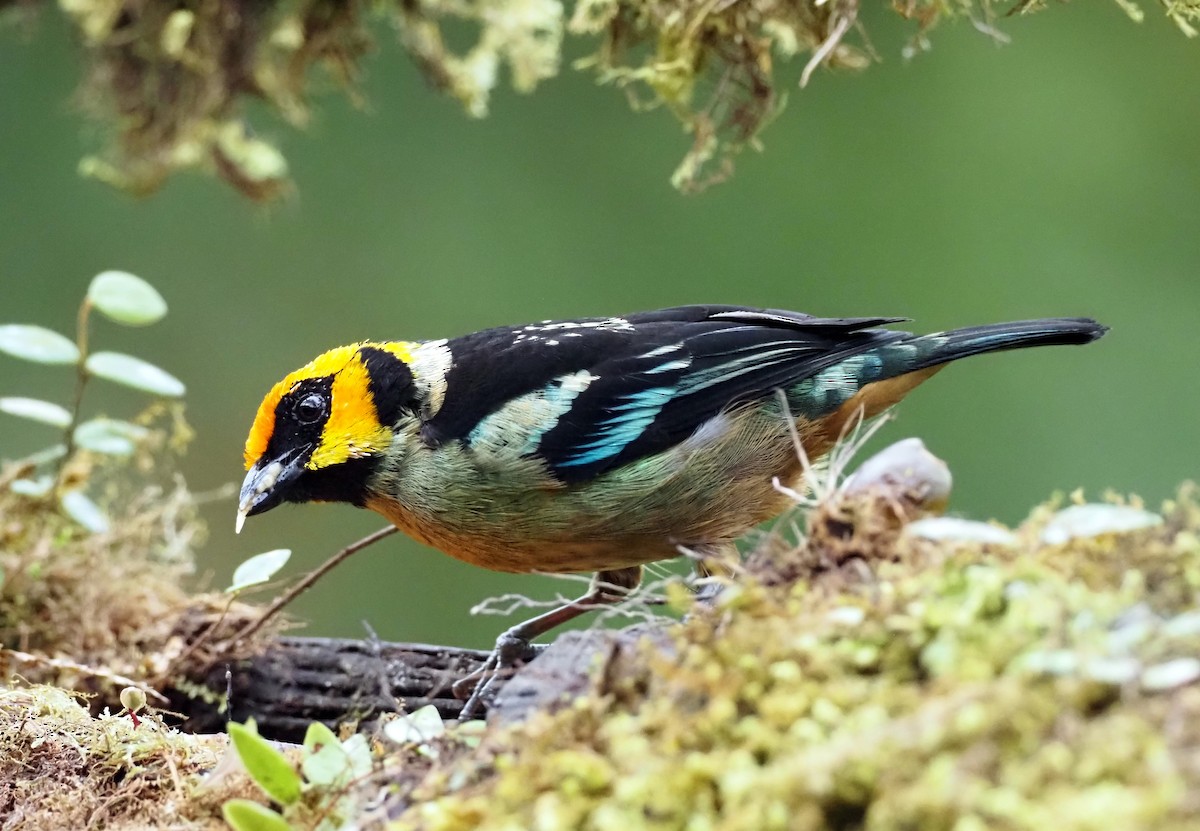 Flame-faced Tanager (Yellow-faced) - ML575248501