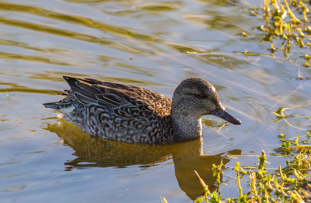 Green-winged Teal - ML57525311