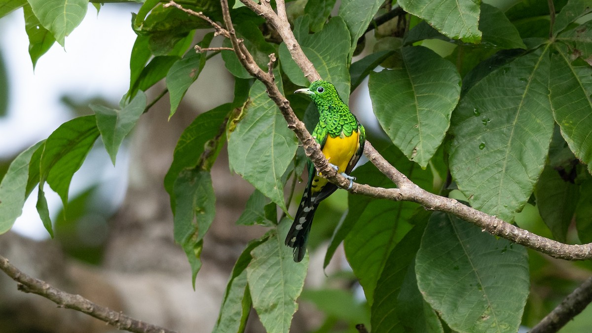 African Emerald Cuckoo - ML575256611