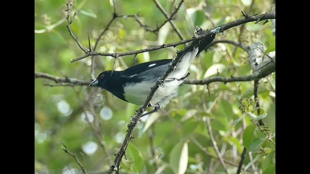 Black-and-white Tanager - ML575257411