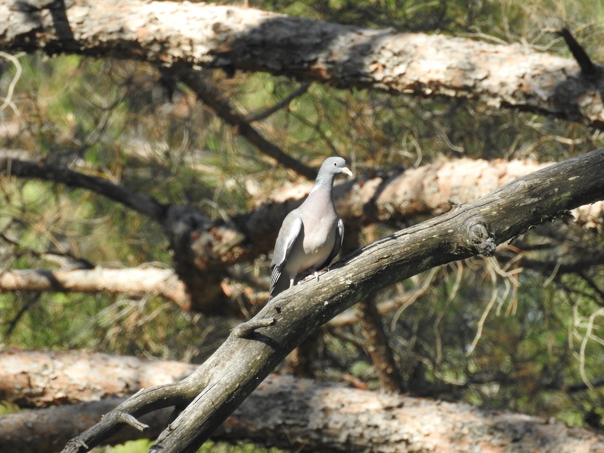 Common Wood-Pigeon - ML575261091