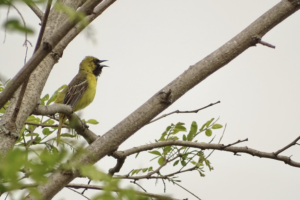 Orchard Oriole - ML575268021