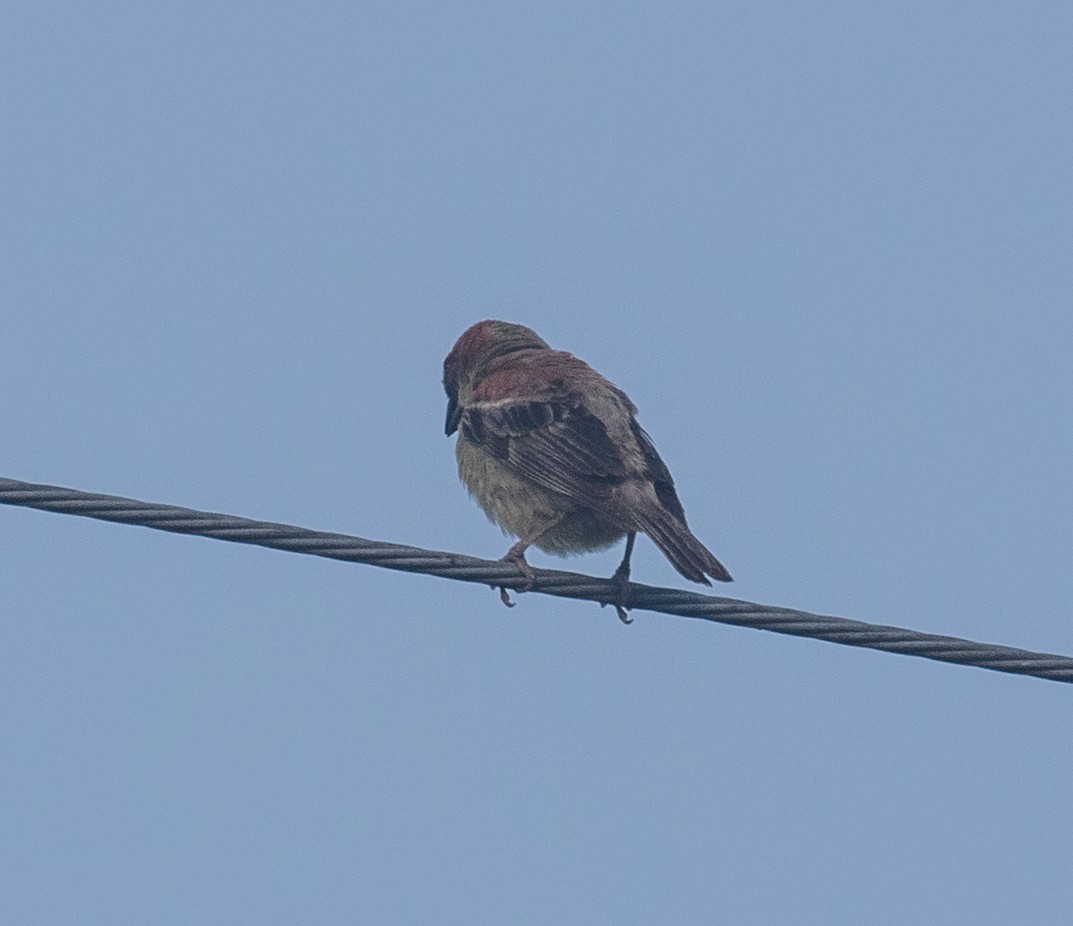 Plain-backed Sparrow - ML575269831