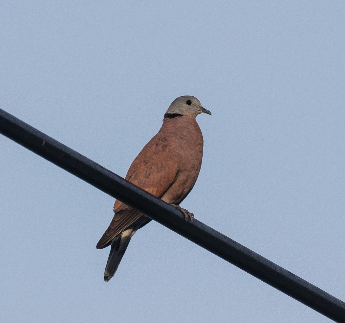 Red Collared-Dove - ML575269971