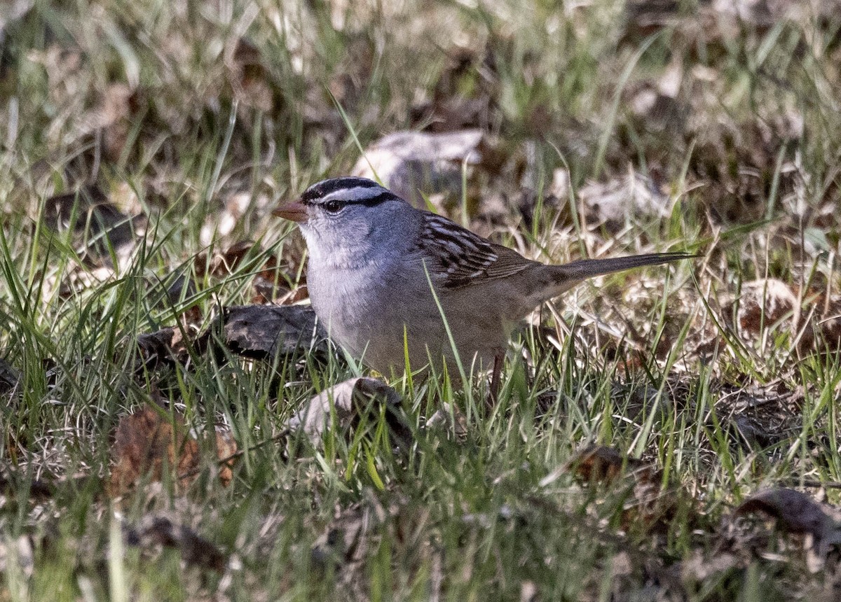 White-crowned Sparrow - ML575270081
