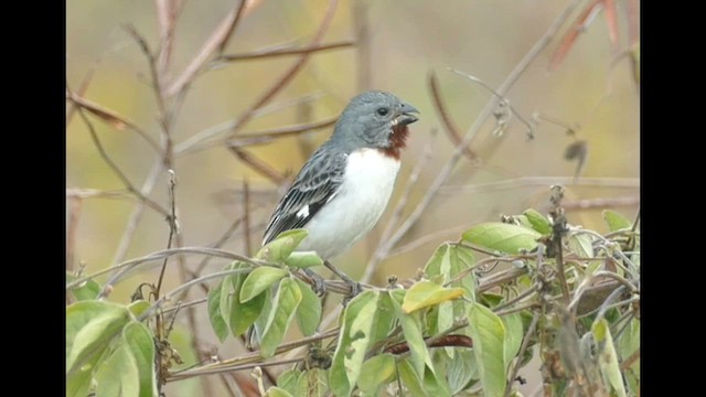Chestnut-throated Seedeater - ML575272631