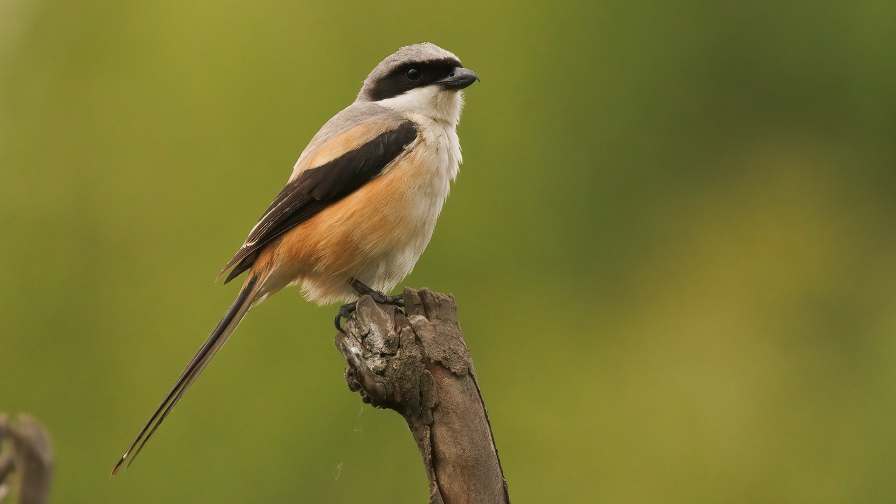 Long-tailed Shrike Lanius schach