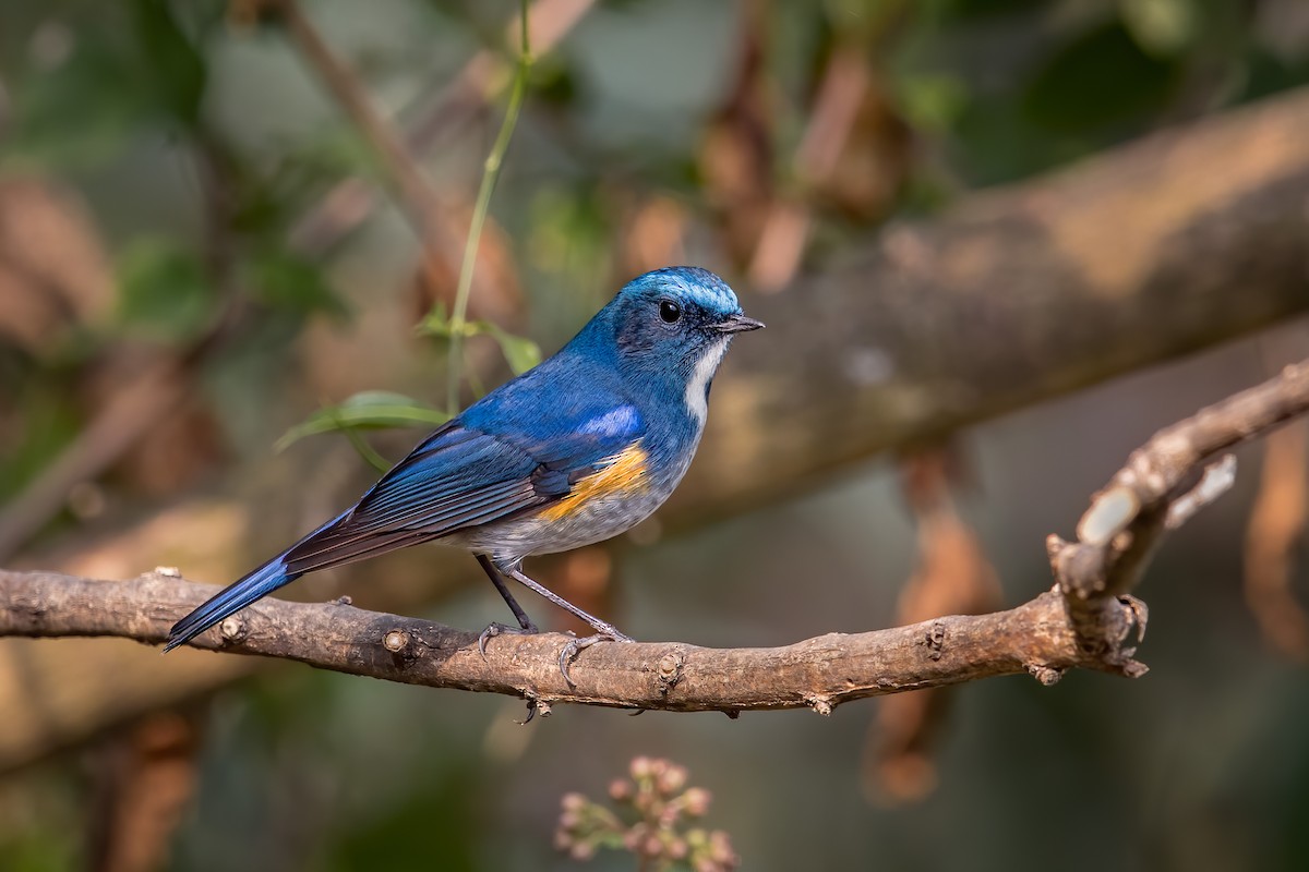Red-flanked/Himalayan Bluetail - ML575273581