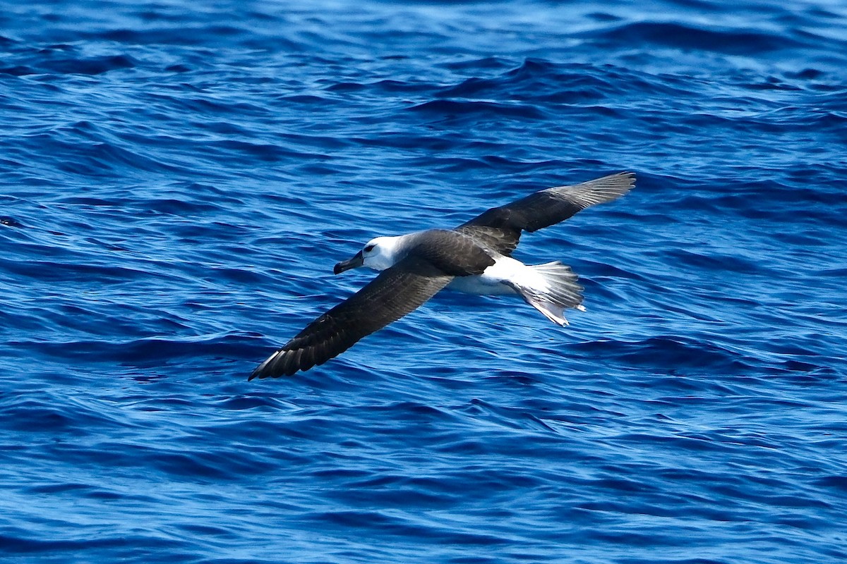 Black-browed Albatross (Black-browed) - ML575273631