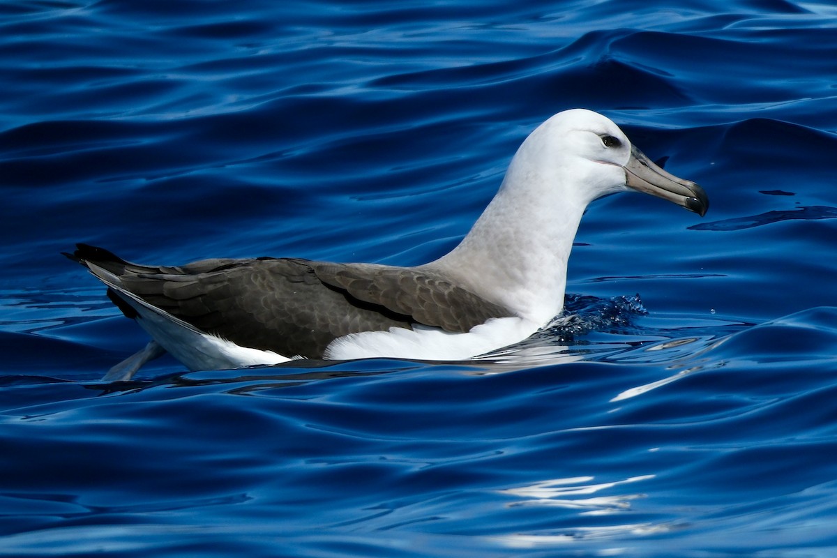 Black-browed Albatross (Black-browed) - ML575273641